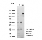 SDS-PAGE analysis of purified, BSA-free Major Vault Protein antibody (clone 1032) as confirmation of integrity and purity.