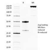 SDS-PAGE Analysis of Purified, BSA-Free GITR Antibody (clone DTA-1). Confirmation of Integrity and Purity of the Antibody.