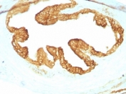 IHC: Formalin-fixed, paraffin-embedded rat oviduct with pan Cytokeratin antibody cocktail (KRTL/1077 + KRTH/1076).