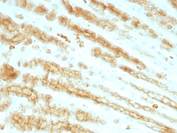 IHC: Formalin paraffin rat stomach stained with pan Cytokeratin antibody cocktail (KRTL/1077 + KRTH/10