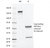 SDS-PAGE Analysis of Purified, BSA-Free L1 Antibody (clone CamVir-1). Confirmation of Integrity and Purity of the Antibody.