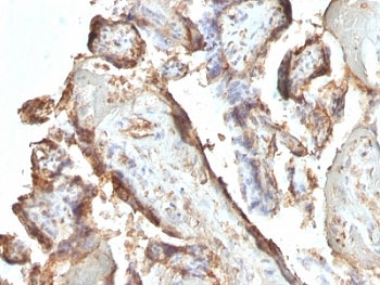 IHC: Formalin-fixed, paraffin-embedded human placenta stained with hCG Holo antibody (clone HCGab/52).~