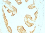 IHC: Formalin-fixed, paraffin-embedded rat oviduct stained with Multi Cytokeratin antibody (KRT/457).