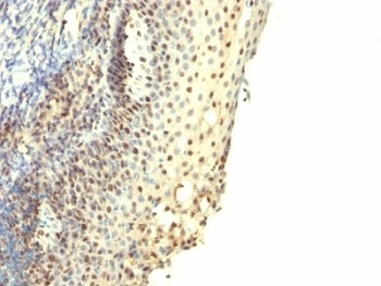 IHC: Formalin-fixed, paraffin-embedded human tonsil stained with IPO-38 antibody.~