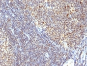 IHC: Formalin-fixed, paraffin-embedded human tonsil stained with IPO38 antibody (SPM260).