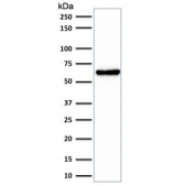 Western blot testing of human HeLa cell lysate with anti-Mitochondria antibody (clone SPM198). Expected molecular weight ~60 kDa.