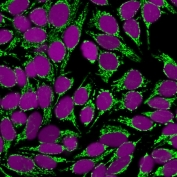 Immunofluorescent staining of fixed human HeLa cells with anti-Mitochondria antibody (clone SPM198, green) and Reddot nuclear stain.