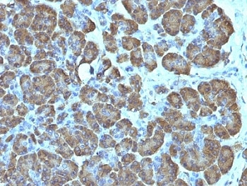 Formalin-fixed, paraffin-embedded human pancreas stained with anti-Mitochondria antibody (SPM198).~