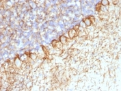IHC: Formalin-fixed, paraffin-embedded rat cerebellum stained with Neurofilament antibody (RT-97 + NR-4).