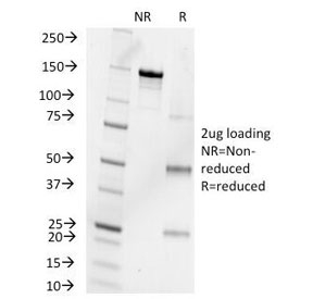 SDS-PAGE Analysis of Purified, BSA-Free Progesterone Antibody (clone 6-5E-10B). Confirmation of Integrity and Purity of the Antibody.~