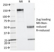 SDS-PAGE Analysis of Purified, BSA-Free Phosphotyrosine Antibody (clone PY793). Confirmation of Integrity and Purity of the Antibody.
