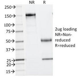 SDS-PAGE Analysis of Purified, BSA-Free Phosphotyrosine Antibody (clone PY793). Confirmation of Integrity and Purity of t