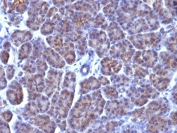 IHC: Formalin-fixed, paraffin-embedded human pancreas stained with Golgi antibody (AE-6).