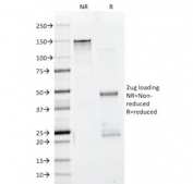 SDS-PAGE analysis of purified, BSA-free pan Muscle Actin antibody cocktail antibody (clone HHF35 + MSA/953) as confirmation of integrity and purity.