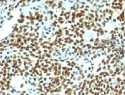 IHC: Formalin-fixed, paraffin-embedded human tonsil stained with Nuclear Marker antibody (clone NM106).