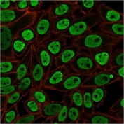 Immunofluorescent staining of PFA-fixed human HeLa cells with Nuclear Marker antibody (green, clone NM106) and Phalloidin (red).