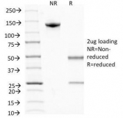 SDS-PAGE Analysis of Purified, BSA-Free Bromodeoxyuridine Antibody (clone MoBu-1). Confirmation of Integrity and Purity of the Antibody.