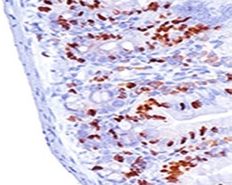 IHC: Formalin-fixed, paraffin-embedded mouse small intestine stained with Bromodeoxyuridine antibody (MoBu-1).~