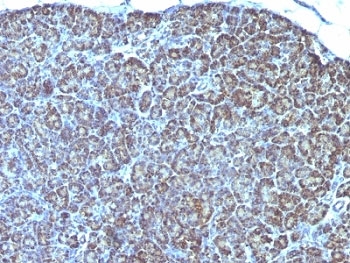 IHC: Formalin-fixed, paraffin-embedded human pancreas stained with anti-Mitochondrial antibody (AE-1).~