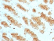 IHC: Formalin paraffin rat stomach with Acidic Cytokeratin antibody (KRTL/1077).