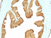 IHC: Formalin paraffin rat oviduct stained with Acidic Cytokeratin antibody (KRTL/1077).