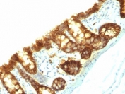 IHC: Formalin-fixed, paraffin-embedded rat colon stained with EpCAM antibody (Epcam/1159).