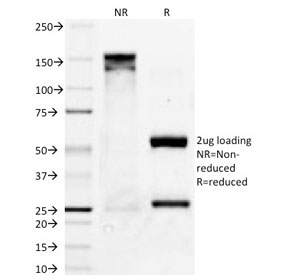 SDS-PAGE analysis of purified, BSA-free Bcl-X antibody (clone 2H12) as confirmation of in