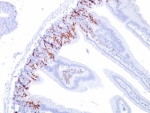 IHC: Formalin-fixed, paraffin-embedded mouse small intestine stained with BrdU antibody (BU20a).