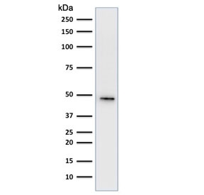 Western blot testing of human HepG2 cell lysate using Cytokeratin 19 antibody cocktail (clone A53-B/A2.26 + BA17). Predicted molecular weight ~43 kDa.~
