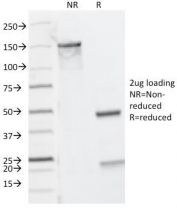 SDS-PAGE Analysis of Purified, BSA-Free CD8a Antibody Cocktail (clones C8/468 + C8/144B). Confirmation of Integrity and Purity of the Antibody.