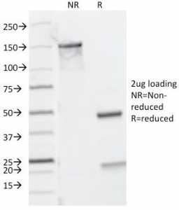 SDS-PAGE Analysis of Purified, BSA-Free CD8a Antibody Cocktail (clones C8/468 + C8/144B). Confirmation of Integrity and Purity of the Ant