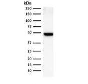 Western blot testing of human lung lysate with Keratin 19 antibody (clone BA17). Predicted molecular weight ~43 kDa.