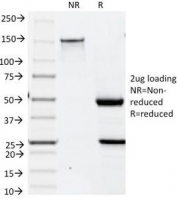 SDS-PAGE analysis of purified, BSA-free Keratin 19 antibody (clone BA17) as confirmation of integrity and purity.