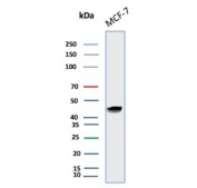 Western blot testing of human MCF7 cell lysate with Keratin 19 antibody (clone BA17). Predicted molecular weight ~43 kDa.