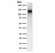 Western blot testing of ThP1 cell lysate with CD31 antibody (clone JC/70A). Predicted size: 83-130KD depending on level of glycosylation.