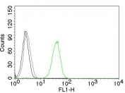 Flow cytometry testing of human Jurkat cells. Black: cells alone; Grey: isotype control; Green: CD31 antibody (clone JC/70A).