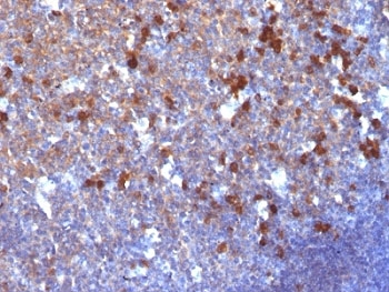 IHC: Formalin-fixed, paraffin-embedded human tonsil stained with IgG antibody (clone IG217).~