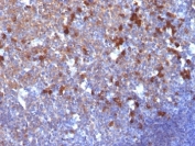 IHC: Formalin-fixed, paraffin-embedded human tonsil stained with IgG antibody (clone IG217).