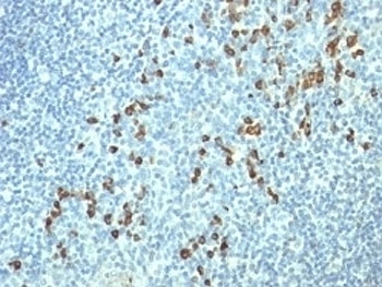 IHC: Formalin-fixed, paraffin-embedded human tonsil stained with Lambda Light Chain antibody (HP6054).~
