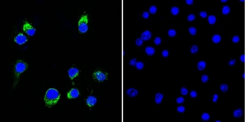 (Left) Immunofluorescent staining of permeabilized human Ramos cells with CF488-labeled Lambda Light Chain antibody (clone HP6054, green) and DAPI (blue). (Right) Negative control.