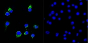 (Left) Immunofluorescent staining of permeabilized human Ramos cells with CF488-labeled Lambda Light Chain antibody (clone HP6054, green) and DAPI (blue). (Right) Negative control.
