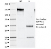 SDS-PAGE Analysis of Purified, BSA-Free Thymidylate Synthase Antibody (clone TS106). Confirmation of Integrity and Purity of the Antibody.