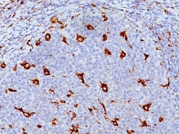 Formalin-fixed, paraffin-embedded human tonsil stained with CD68 antibody (clone KP1).~