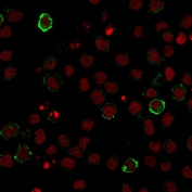 Immunofluorescent staining of human U937 cells with CD15 antibody (clone Leu-M1, green) and Reddot nuclear stain (red).