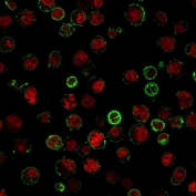 Immunofluorescent staining of human Raji cells with CLIP antibody (green, clone CLIP/813) and Reddot nuclear stain (red).
