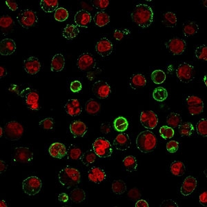 Immunofluorescent staining of human Raji cells with CLIP antibody (green, clone CLIP/813) and Reddot nuclear stain