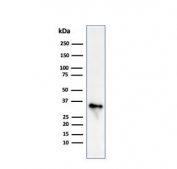 Western blot testing of human Raji cell lysate with CLIP antibody (clone CLIP/813). Expected molecular weight: 33-43 kDa.