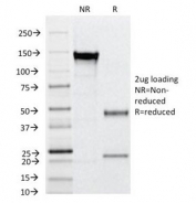 SDS-PAGE analysis of purified, BSA-free CD31 antibody (clone C31.12) as confirmation of integrity and purity.