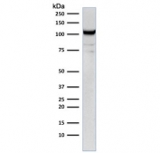 Western blot testing of human Jurkat cell lysate with CD31 antibody (clone C31.1). Expected molecular weight: 83-130 kDa depending on level of glycosylation.