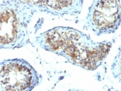 IHC testing of FFPE human testis with IFN gamma antibody (clone IFNG/466). Required HIER: boil tissue sections in 10mM Tris with 1mM EDTA, pH 9.0, for 10-20 min.